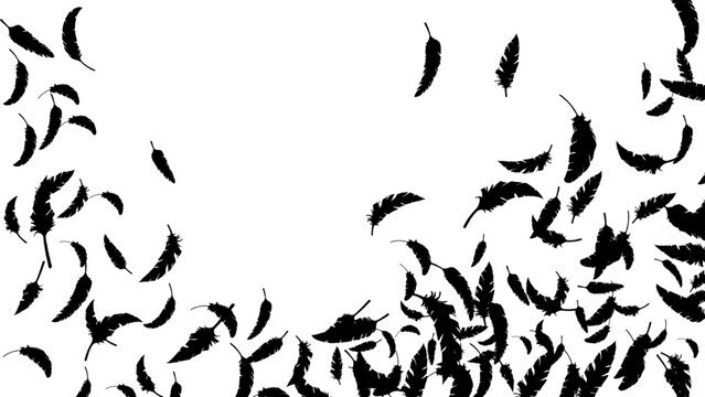 黒い鳥の羽がふわふわと舞う（16:9）2 Feather Series:Many black bird feathers fluttering