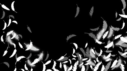 白い鳥の羽がふわふわと舞う（16:9）5 Feather Series:Many white bird feathers fluttering