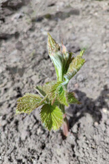 Blackberry sprouts grow from the ground. Spring time.