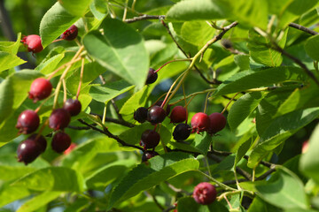 Juneberry of amelanchier or chuckley pear. High resolution photo.