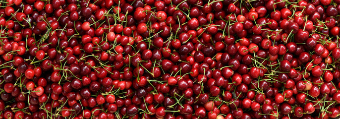 Many ripe sweet cherries as background, closeup. Studio banner,  red sweet cherries.