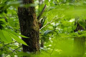 a woodpecker spotted on a branch
