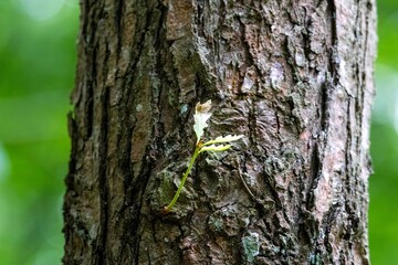 a tree of a butterfly
