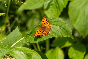 butterfly on a flower