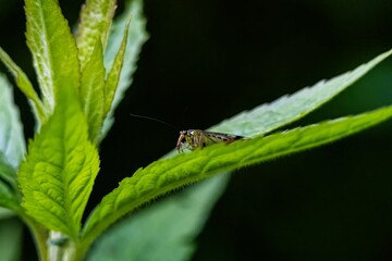 bug on a green leaf