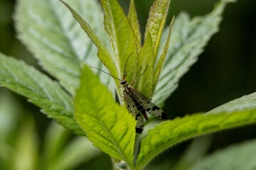 bug on a green leaf