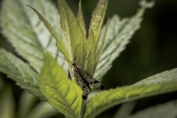 bug on a green leaf