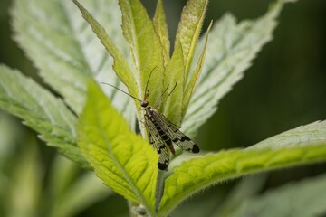 bug on a green leaf