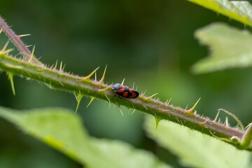 macro of a caterpillar