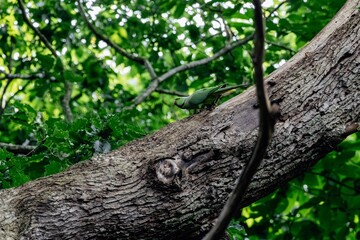 a parakeet on a branch
