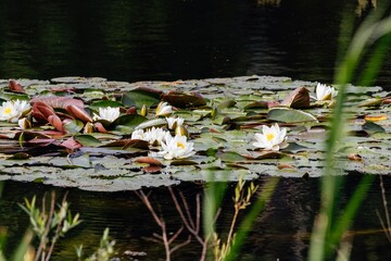 water lilies in the pond