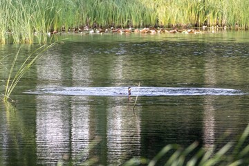 ducks on the lake