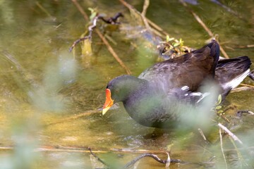 water chicken in the reeds