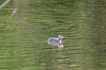 duck in the water