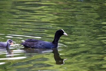 duck in the water