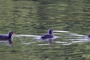 ducks on the lake