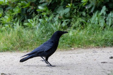 crow on the grass