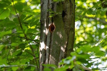 bird on a tree