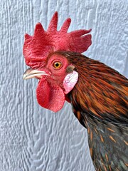 Close-Up Portrait of a Colorful Rooster Against Textured Wall