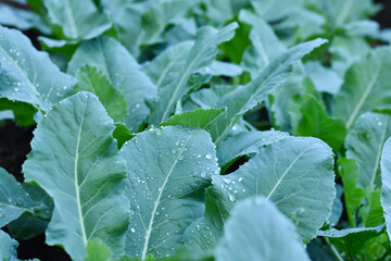 Green Chinese kale in vegetable garden, Thailand. Close up of organic green vegetable growing on the black soil