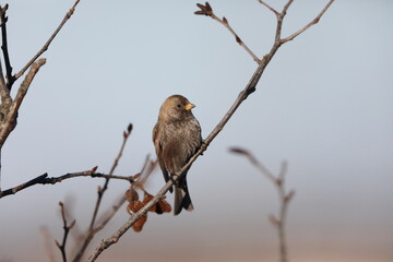 The Asian rosy finch or Asian rosy-finch (Leucosticte arctoa brunneonucha) is a species of finch in the family Fringillidae. This photo was taken in Hokkaido, Japan.