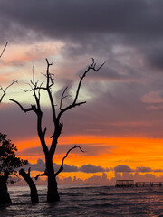 Stunning orange sunset over tropical beach mangrove tree silhouette ocean landscape sky sea day calm warm. A dancing tree in sunset. 