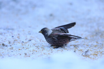 The Asian rosy finch or Asian rosy-finch (Leucosticte arctoa brunneonucha) is a species of finch in the family Fringillidae. This photo was taken in Hokkaido, Japan.