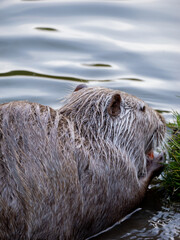 european otter lutra on the lake