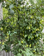 Pear tree laden with ripe green pears
