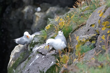 Pair of seagulls on the rock in Iceland