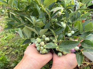 Green unripe blueberries of the Bluecrop variety on a bush. A woman examines the future blueberry...