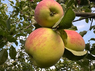 Ripe apples of the Aport variety hang on a tree branch.