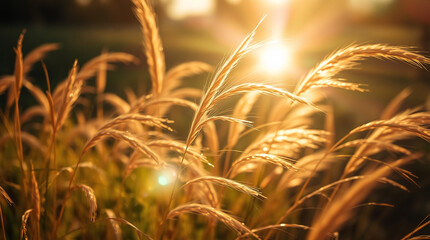 Sun-Kissed Wheat Field Shimmering with Amber Tones under the Bright Setting Sun