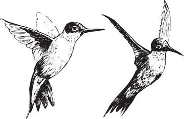 Detailed ink drawing of ruby-throated hummingbird in flight and perched. Ideal for nature sketchbooks, vintage bird art, pollinator illustrations, or educational science and biology materials.
