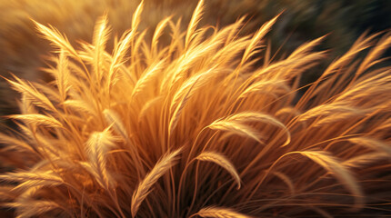Fluffy golden grass blowing wildly in the soft wind under the warm light of late afternoon sun