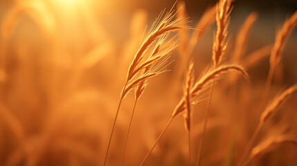 Golden stalks of wild grass glowing under brilliant sunset light in a summer meadow