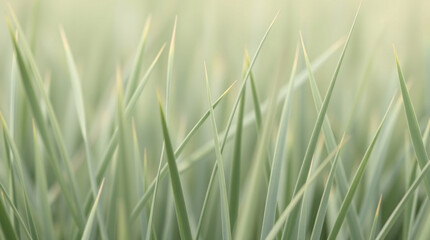 Soft pastel green blades of grass creating a tranquil and dreamy abstract nature background