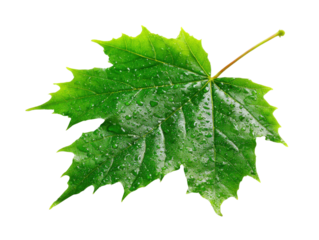 Fallen leaf with water droplets nature photography isolated view. Isolated on transparent background, png.