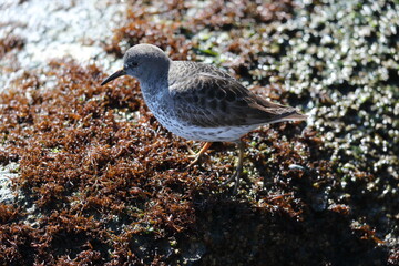 The rock sandpiper (Calidris ptilocnemis) is a small shorebird in the sandpiper family Scolopacidae.This photo was taken in Hokkaido, Japan.