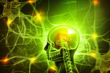 Human brain Human brain neurons neural network, neural activity, neural plasticity, meta cognition. 3d illustration