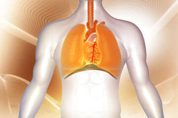 Human body respiratory system anatomy. 3d illustration