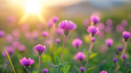 Beautiful pink wildflowers in sunlight
