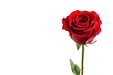 Elegant red rose blooming on nature photography. Isolated on transparent background, png.