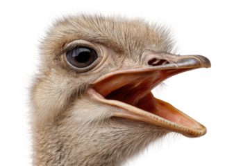 Curious ostrich hatchling wildlife sanctuary portrait close-up. Isolated on transparent background, png.