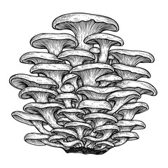 Mushroom cluster illustration in black and white detailed style  