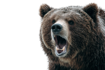 Roaring grizzly bear in snowy wilderness wildlife photography. Isolated on transparent background, png.