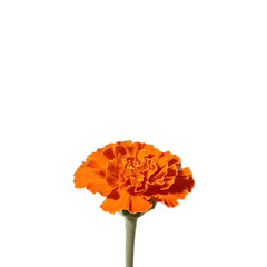 Single Marigold Flower on White

