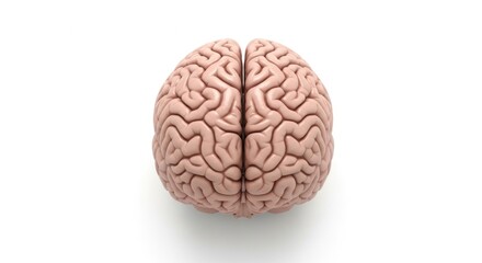 Obraz premium Discover the intricate complexity of the human brain, symbolizing intellect, thought, and medical science.