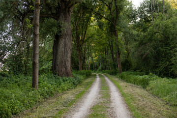 A dirt road with two parallel tracks runs through a green forest with tall poplar trees on both...