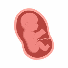 vector illustration of a baby fetus in the womb on a white background